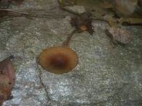 Filzstieliger Schwindling, Foto 7