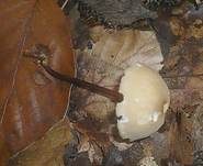 Filzstieliger Schwindling, Foto 8
