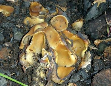 Aufgestulpter Becherling, Foto 2