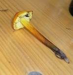 Finsterer Saftling, Foto 7