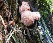 Fischeierschleimpilz, Foto 17