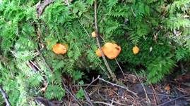 Fischeierschleimpilz, Foto 20