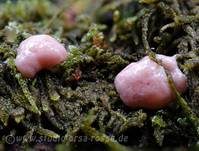 Fischeierschleimpilz, Foto 23