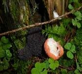 Fischeierschleimpilz, Foto 40