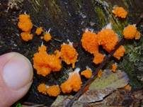 Fischeierschleimpilz, Foto 48
