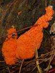 Fischeierschleimpilz, Foto 59