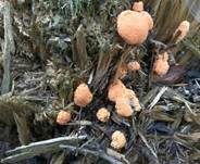 Fischeierschleimpilz, Foto 65