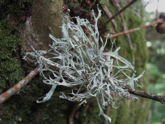 Flache Astflechte, Foto 2