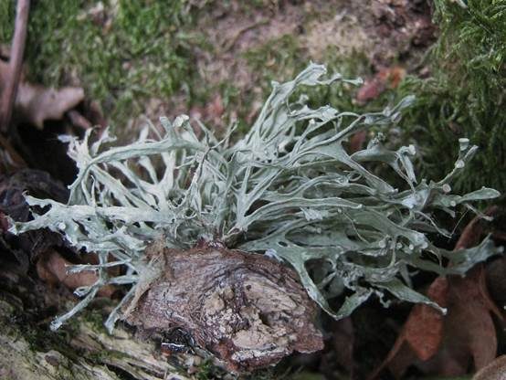 Flache Astflechte, Foto 3