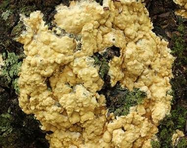 Flacher Kugelpustelschichtpilz, Foto 2