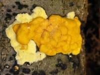 Flacher Kugelpustelschichtpilz, Foto 13