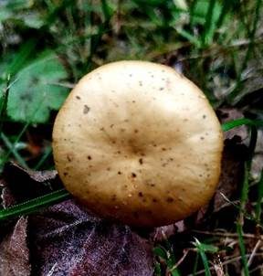 Flachhütiger Mooshäubling, Foto 5