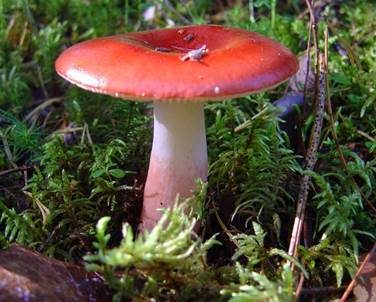 Flammstieltäubling, Foto 2