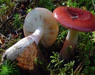 Flammstieltäubling, Foto 3