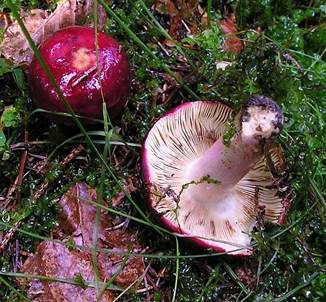 Flammstieltäubling, Foto 4