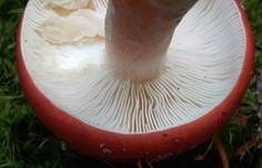 Flammstieltäubling, Foto 8