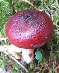 Flammstieltäubling, Foto 9