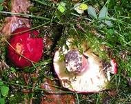 Flammstieltäubling, Foto 10