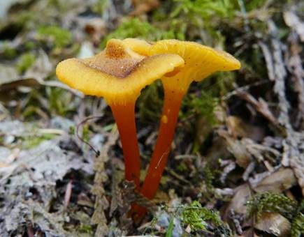 Flämmiger Saftling, Foto 2