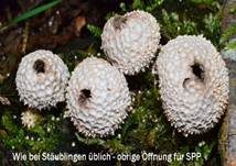 Flaschenstäubling, Foto 15