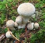 Flaschenstäubling, Foto 22
