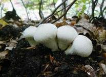 Flaschenstäubling, Foto 27