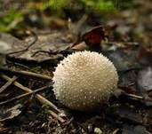 Flaschenstäubling, Foto 38