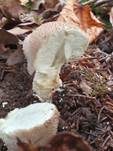 Flaschenstäubling, Foto 48