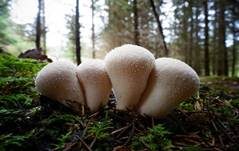 Flaschenstäubling, Foto 50