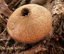 Flaschenstäubling, Foto 56
