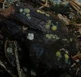 Flatteriges Weichbecherchen, Foto 7