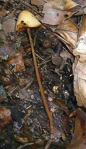 Flaumhaariges Samthäubchen, Foto 4