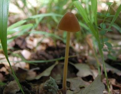 Flaumhaariges Samthäubchen, Foto 5