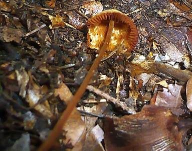 Flaumhaariges Samthäubchen, Foto 6