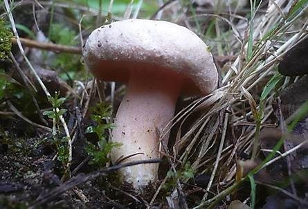 Flaumiger Moormilchling, Foto 2