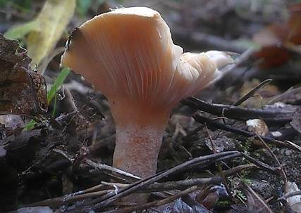 Flaumiger Moormilchling, Foto 3
