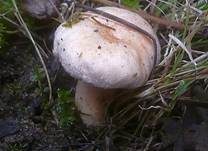 Flaumiger Moormilchling, Foto 7