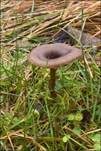 Ausblassender Gabeltrichterling, Foto 7