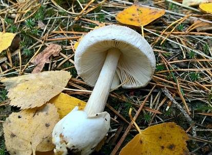 Flaumstieliger Scheidling, Foto 3