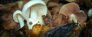 Flaumstieliger Scheidling, Foto 12