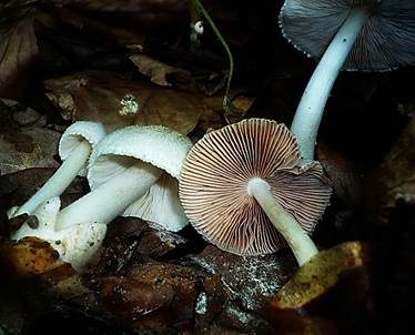 Flaumstieliger Scheidling, Foto 4