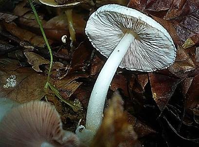 Flaumstieliger Scheidling, Foto 5