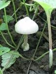 Flaumstieliger Scheidling, Foto 8