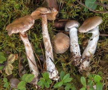 Flaumstieliger Wasserkopf, Foto 2