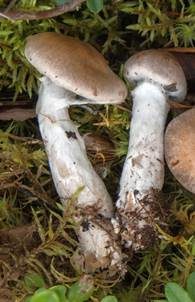 Flaumstieliger Wasserkopf, Foto 4