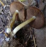 Fleckender Faserling, Foto 8