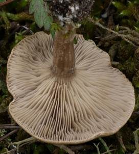 Fleckender Tellerling, Foto 3