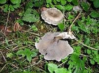 Fleckender Tellerling, Foto 13
