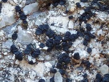 Fleck-Schwarznapfflechte, Foto 5