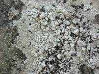 Fleck-Schwarznapfflechte, Foto 8